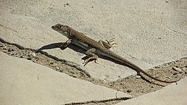 蜥蜴,acanthodactylus schreiberi,爬行动物