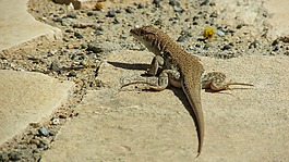 蜥蜴,acanthodactylus schreiberi,爬行动物