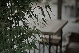 植物,葉子,自然