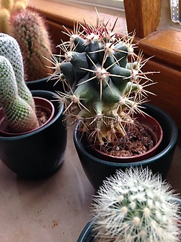 仙人掌,观赏植物,蜇