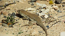 蜥蜴,acanthodactylus schreiberi,爬行动物