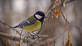 山雀,鳥,性質(zhì)