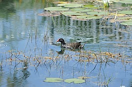 野生,鳥和湖,景觀