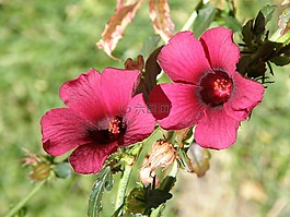 花,紅色,紅色的