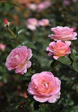 玫瑰,花,廠