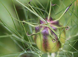 鈴,植物膠囊,廠