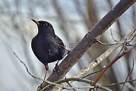 鳥,鵝口瘡,性質(zhì)