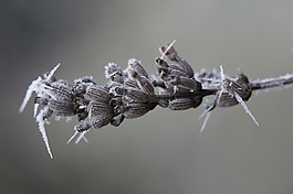 熏衣草,冰,凍結(jié)