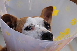 狗,狗的頭,保護(hù)領(lǐng)