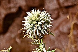 花,仙人掌,卡迪羅