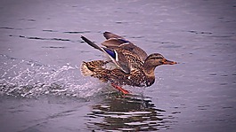 鴨,水,鳥