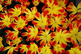 荷蘭,花,花園