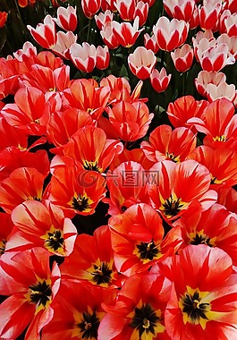 荷蘭,花,花園