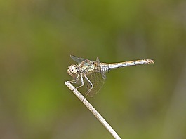蜻蜓,黄蜻蜓,orthetrum cancellatum