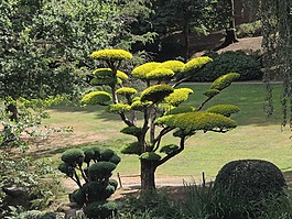 體系結(jié)構(gòu),植物,日本
