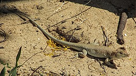 蜥蜴,acanthodactylus schreiberi,爬行动物