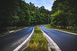森林,路,方式