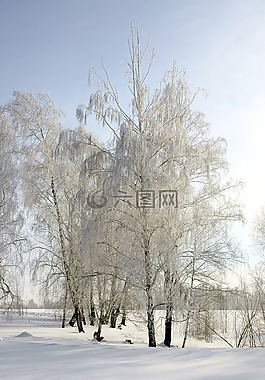冬季,弗羅斯特,樹木