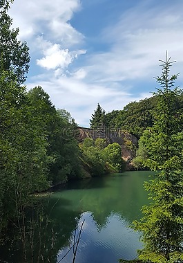 性質(zhì),樹,景觀