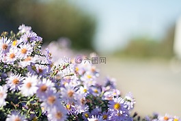 紫色,雏菊,鲜花