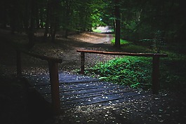 橋,森林,伍茲