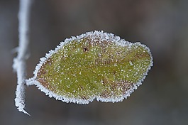 葉子,凍結(jié),冷