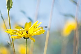 黃色,花,自然