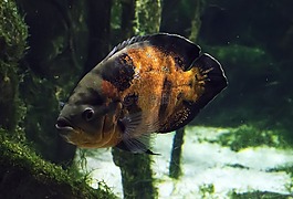 魚,水族館,叢林