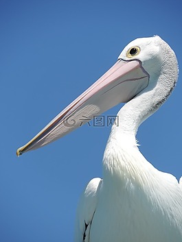 鵜,鳥,鳥嘴