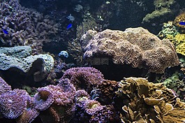 水族館,魚,礁