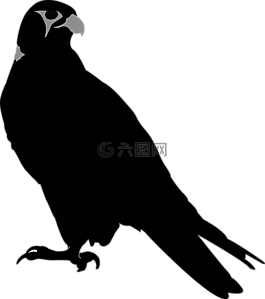 獵鷹,鳥,鷹