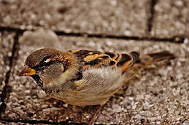 麻雀,鳥,小