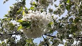 樱花,天空,priroda