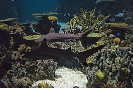 水族館,魚,礁