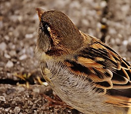 麻雀,鳥,小
