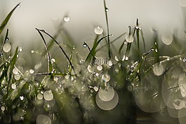 草,草地,tautroepfchen