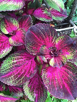 植物,異國情調(diào),布什