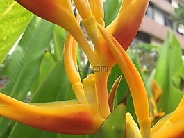 蝎尾蕉,花,花園