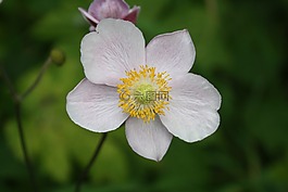 銀蓮花,日本,花