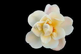 布什玫瑰,白,鮮花