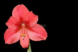阿馬麗利斯,開花,花