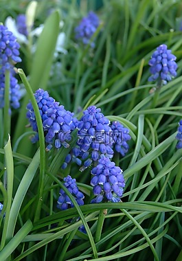 風(fēng)信子,花,藍(lán)色