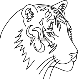 虎,貓,動(dòng)物