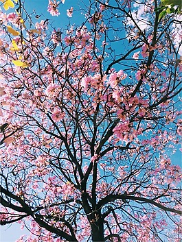 粉红色,花,树