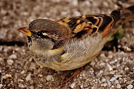 麻雀,鳥,小