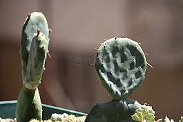 仙人掌,母親在法律的語言,仙人掌果