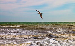 鳥,海鷗,海