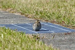 動物,公園,草