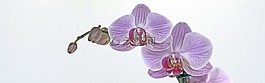蘭花,花,開花