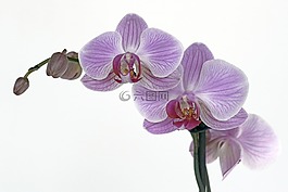 蘭花,花,開花